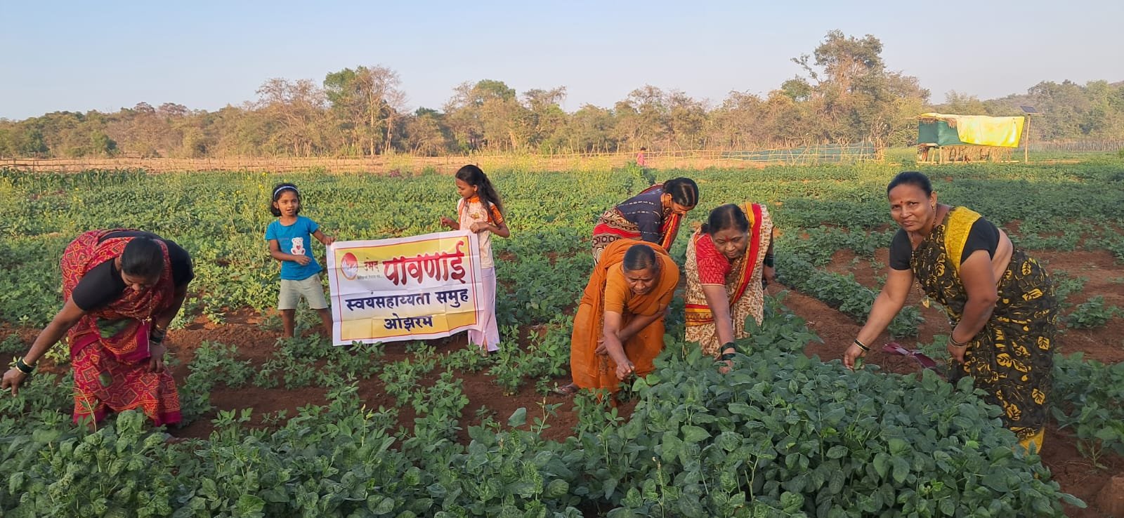 पावणाई स्वयंसहाय्यता समूह ओझरम तर्फे भाजीपाला लागवड (1)