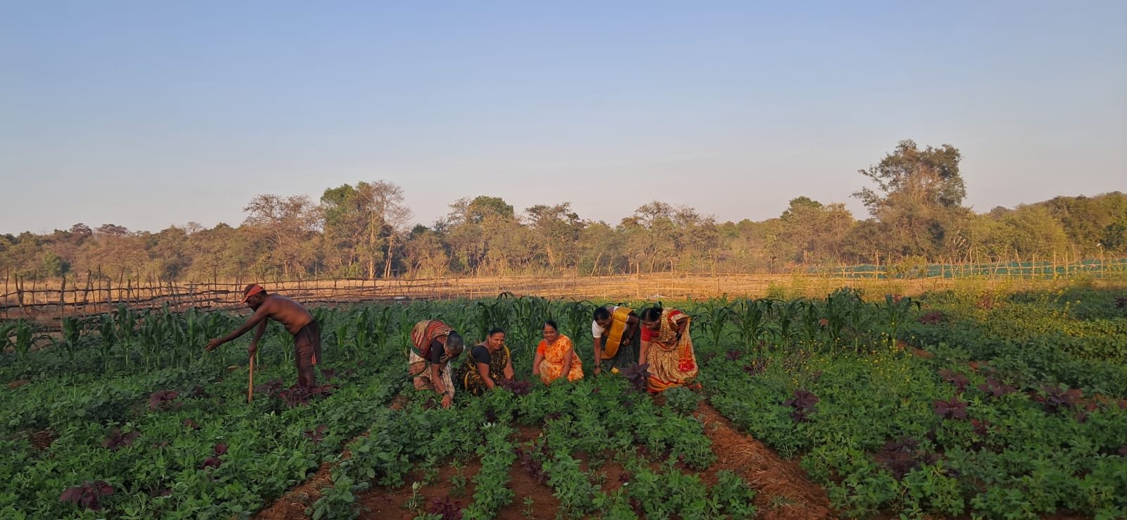 भाजीपाला लागवड (3)