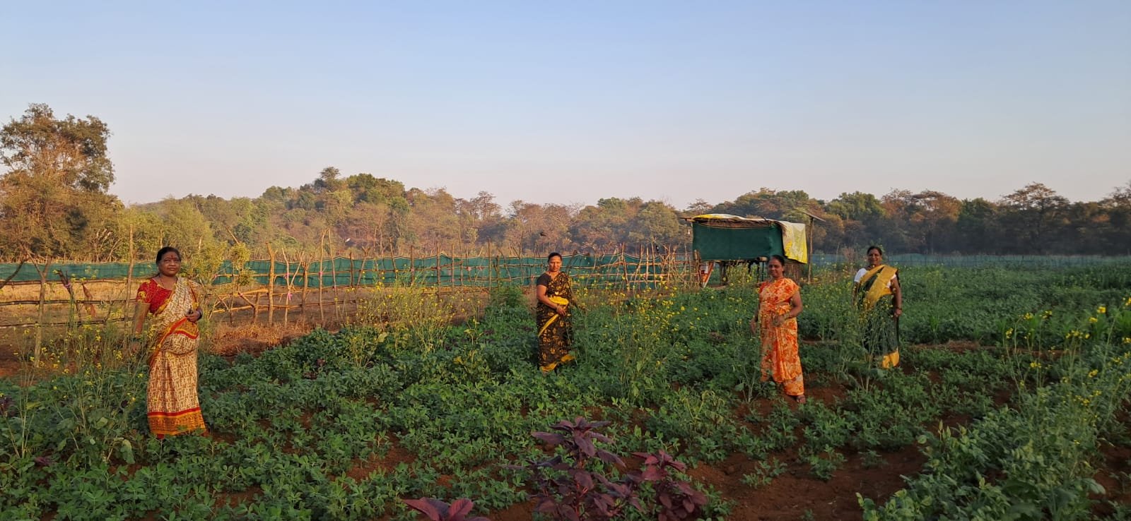 भाजीपाला लागवड